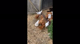 8 week old, mixed colour baby chickens leaving the chicken house on the farm for the first time