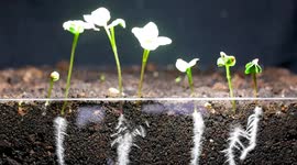 YouTuber films satisfying time-lapse of radishes emerging from seeds