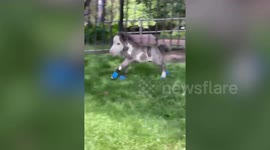 'Smallest horse in the world' abandoned by his mother now lives indoors and has three dog friends