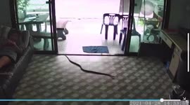 Snake startles woman relaxing on couch when it tries to enter her house