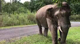 Elephant arrives at same spot every year to eat his favourite leaves