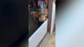 Heartwarming moment dog stares adoringly at pet parent