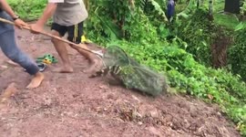 Dozens of escaped crocodiles caught after flood in eastern Thailand