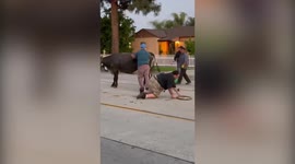 Desperate cow lashes out at a volunteer after escaping a Californian slaughterhouse