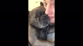 Teddy the Frenchie dog fell asleep on my face and it was adorable