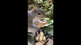 Cute young squirrel enjoying a peanut butter sandwich