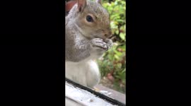 Squirrel up close and personal enjoying his nuts
