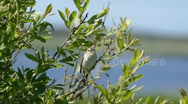 Sedge Warbler Song