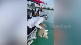 Sea turtle saved from tangled fishing nets