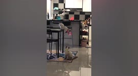 Cats steal bread from dining table