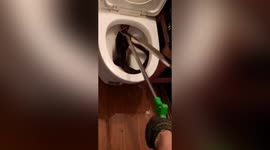 Chinese woman panicked after finding 2-metre-long snake in her toilet
