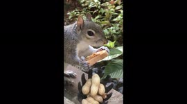 Hungry squirrel munches on peanut butter sandwich left on window ledge by UK homeowner