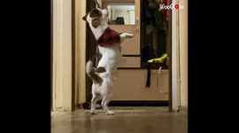 'Has this Dog Been Hypnotized by Aliens or is it... EVOLVING?'