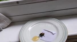 Children watch as Bumble bee drinks honey after getting stuck inside their home. June 2021