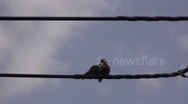 Cute romantic kissing doves on a wire outside my window bring their love to new heights.