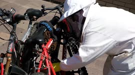 Beekeeper patiently removes a swarm of bees from a bicycle in Berkshire
