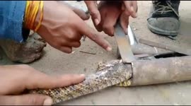 Snake rescued after becoming stuck in long pipe in central India