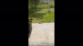 Lizard doing push-ups trying to impress me and work on his summer bod!