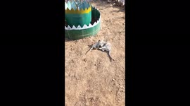 Funny cat compilation