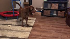 Grown Labrador and husky/catahoula puppy playing in the house