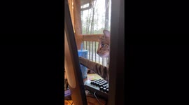 Cat chasing mouse on the computer screen during telework