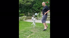 Meet 'Luka Dogric' the Croatian terrier with superb ball control