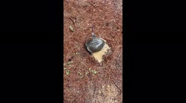 This turtle put her eggs in a very unusual place right in the middle of our house complex