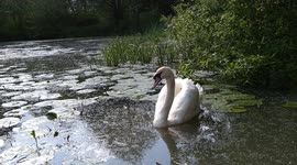Beautiful Swan swimming through a pond in a nature reserve