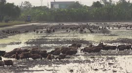 Mucky ducks mucking around in a paddy field in Thailand looking for breakfast.