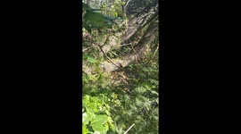 Trying to enjoy a relaxing breakfast when we discovered a deadly snake in the tree, a couple of meters away!