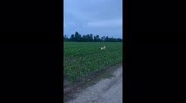 Dog, Golden Retriever, searches for owner hiding in cornfield