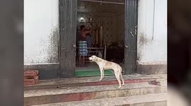 Dog visits temple to pray to God in central India