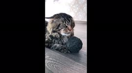 The dog and the cat sort things out