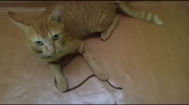 Detection of cats with snakes entering the house and being invited to fight