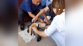 Chinese couple construct wheelchairs to help disabled pets walk again
