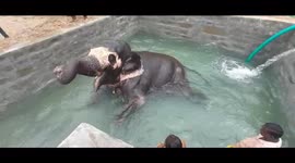 Lucky Indian elephant gets own swimming pool and enjoys its first bath in it