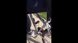 Mouse hitches a ride on a bicycle to escape a cat in Russia