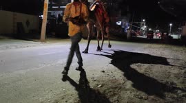 Animals a beutiful camal trainer night walk nice moment man