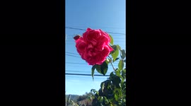 Strong pink rose in the home garden in winter with the wind gently beating