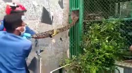 Huge python removed from birdcages at a home in Jakarta, Indonesia
