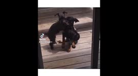 Big Dog Little Dog Best Friends For Life