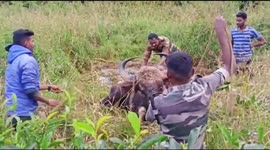 Bison stuck in mud is rescued after a two-hour struggle in South India