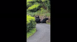 Bears charge towards tea estate employees on road in South India