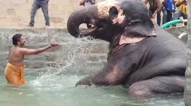 Elephant enjoys first dip in new pool built for her at South Indian temple