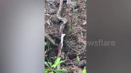 Parkgoer shocked as king cobra devours whole python in Singapore