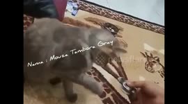 Unik Dan Lucu Kucing Bermain Spinner Dan Nonton Film Di Laptop