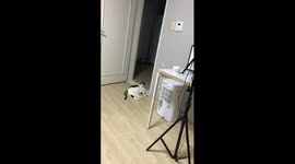 my adorable cat reacted