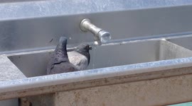 Cute pigeons taking a sip of essential water
