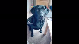 Windows sound cute Labrador catching toy funny