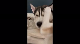 Sweet husky